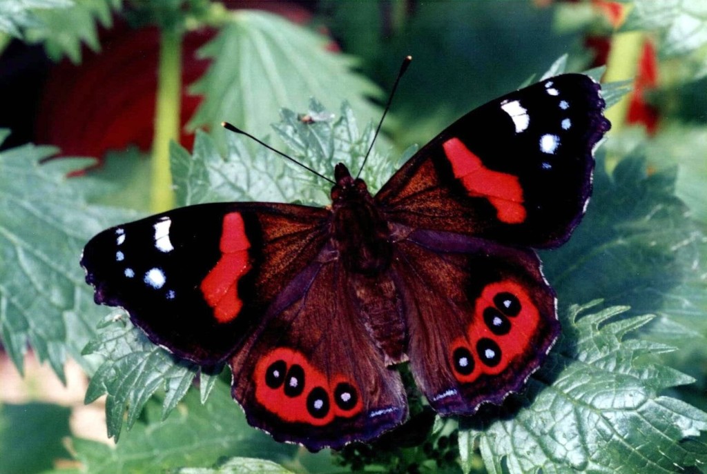 red-admiral
